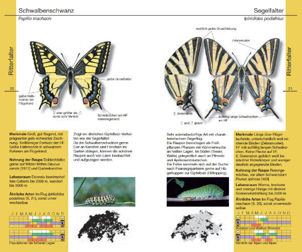 Bestimmungsbuch "Schmetterlinge"