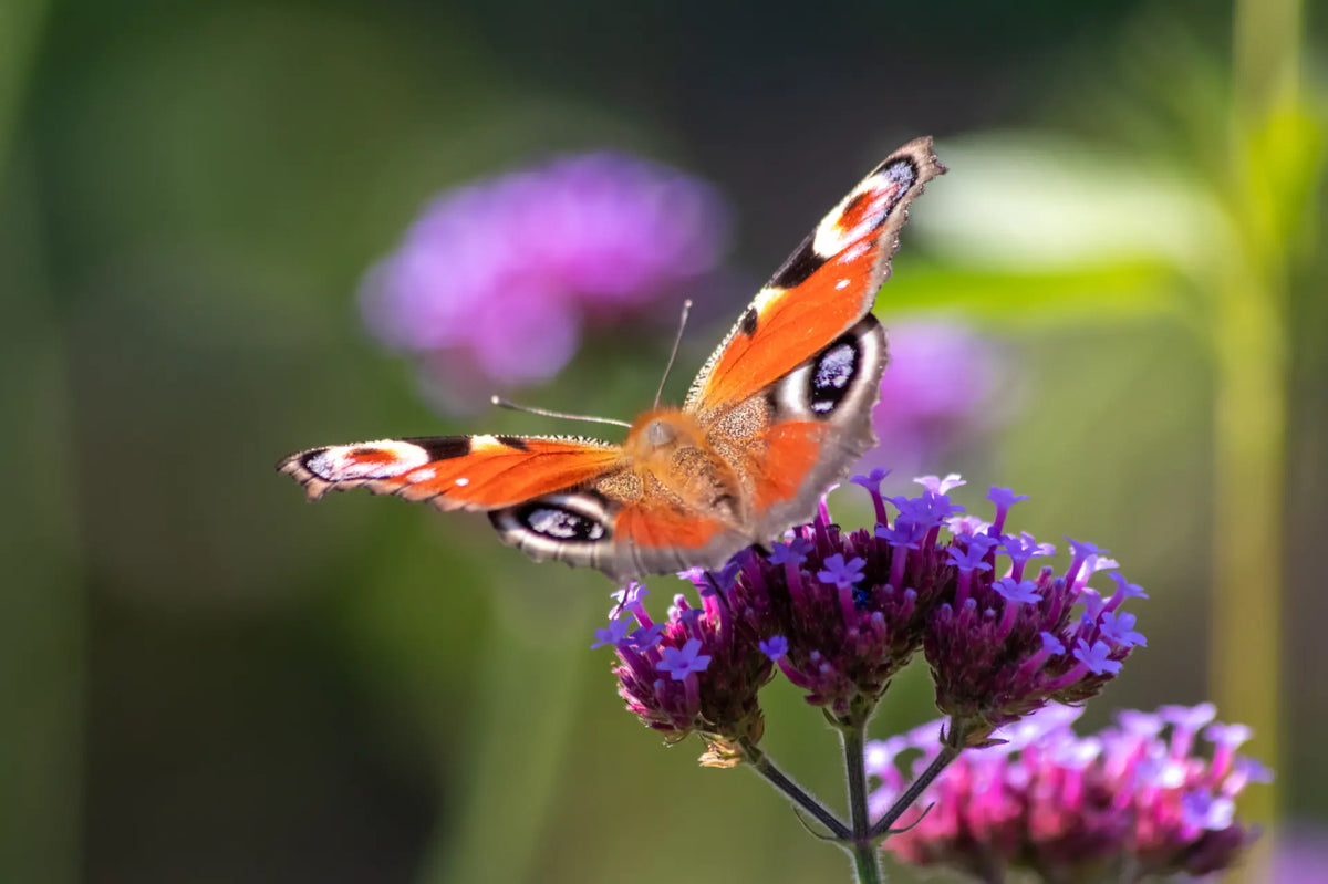 Tagpfauenauge