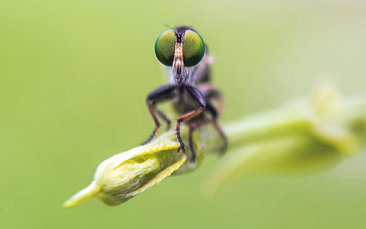 Raubfliege