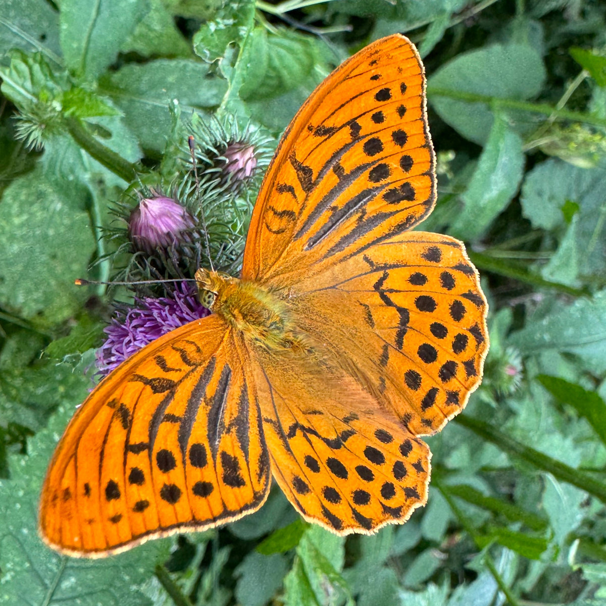 Kaisermantel (Schmetterling)