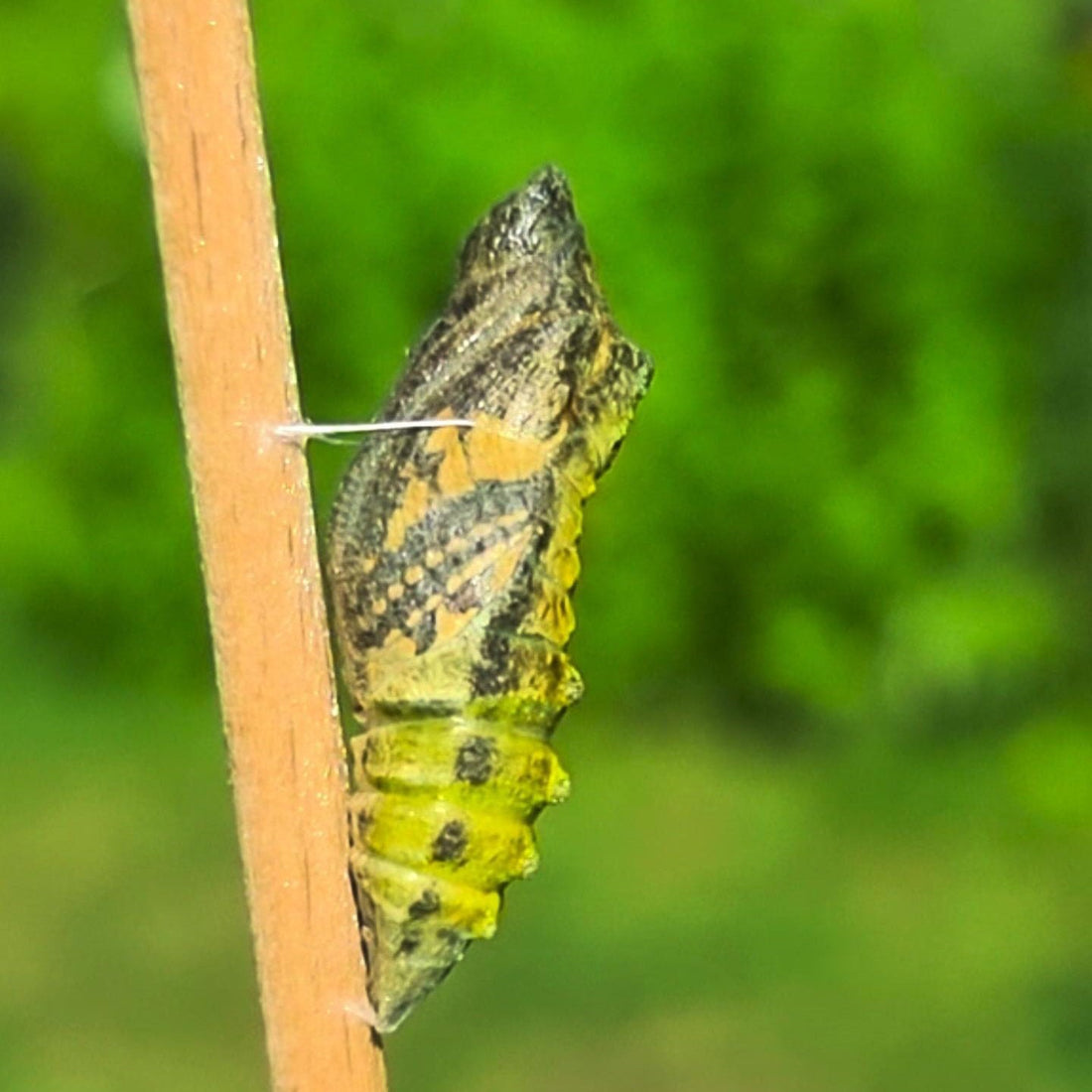 Puppe vom Schwalbenschwanz (Schmetterling)