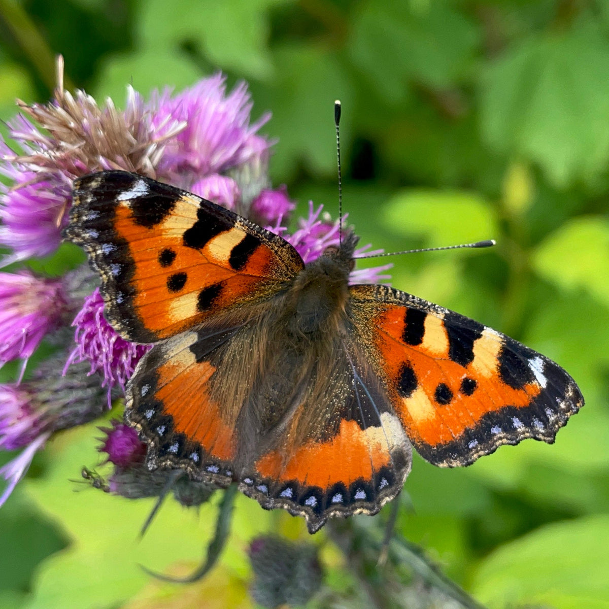 Kleiner Fuchs (Schmetterling)