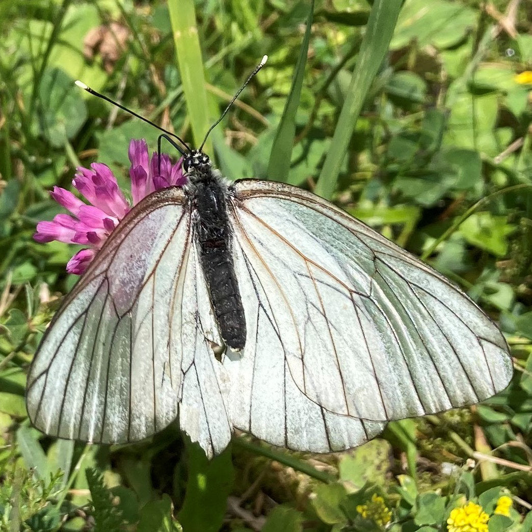 Baumweissling (Schmetterling)