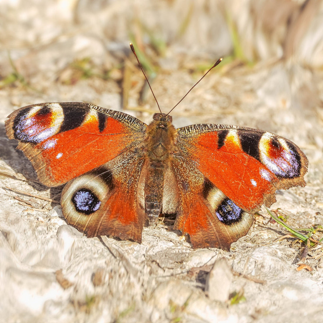 Tagpfauenauge (Schmetterling)