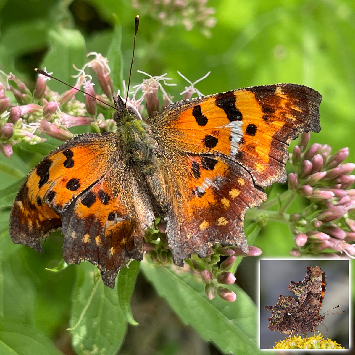 Der C-Falter: Das getarnte Blatt, das den Winter überlebt! 🍂🦋