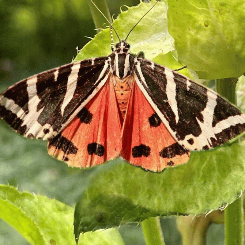 Russischer Bär (Schmetterling)