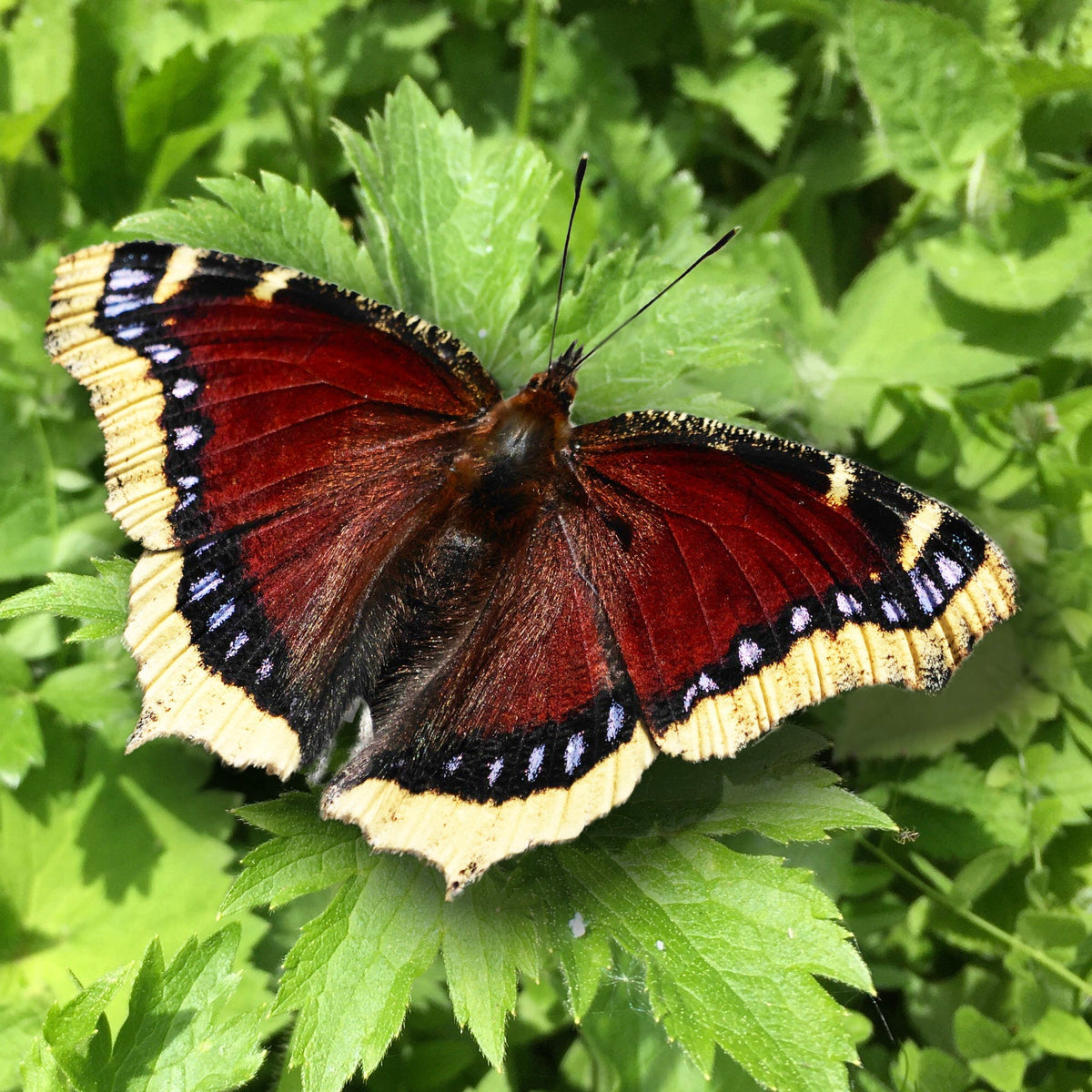 Trauermantel-Schmetterling
