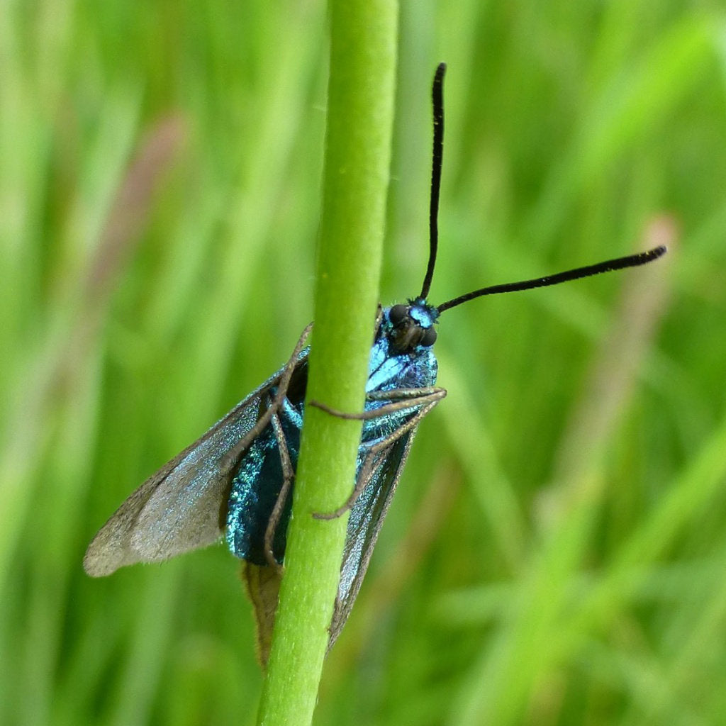 Ampfer-Grünwidderchen