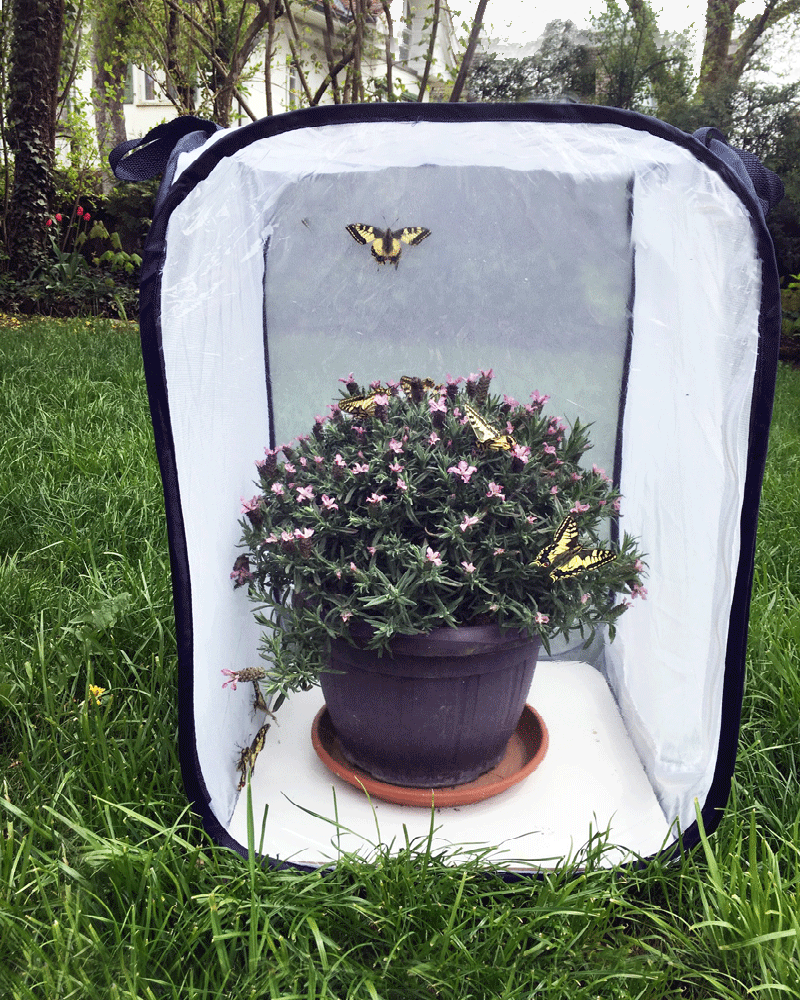Aerarium Grösse M 40x40x60cm
